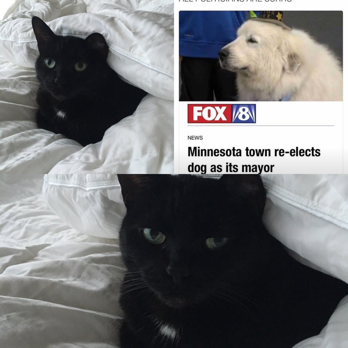 SaboTashed's tweet image. Sebastian for mayor