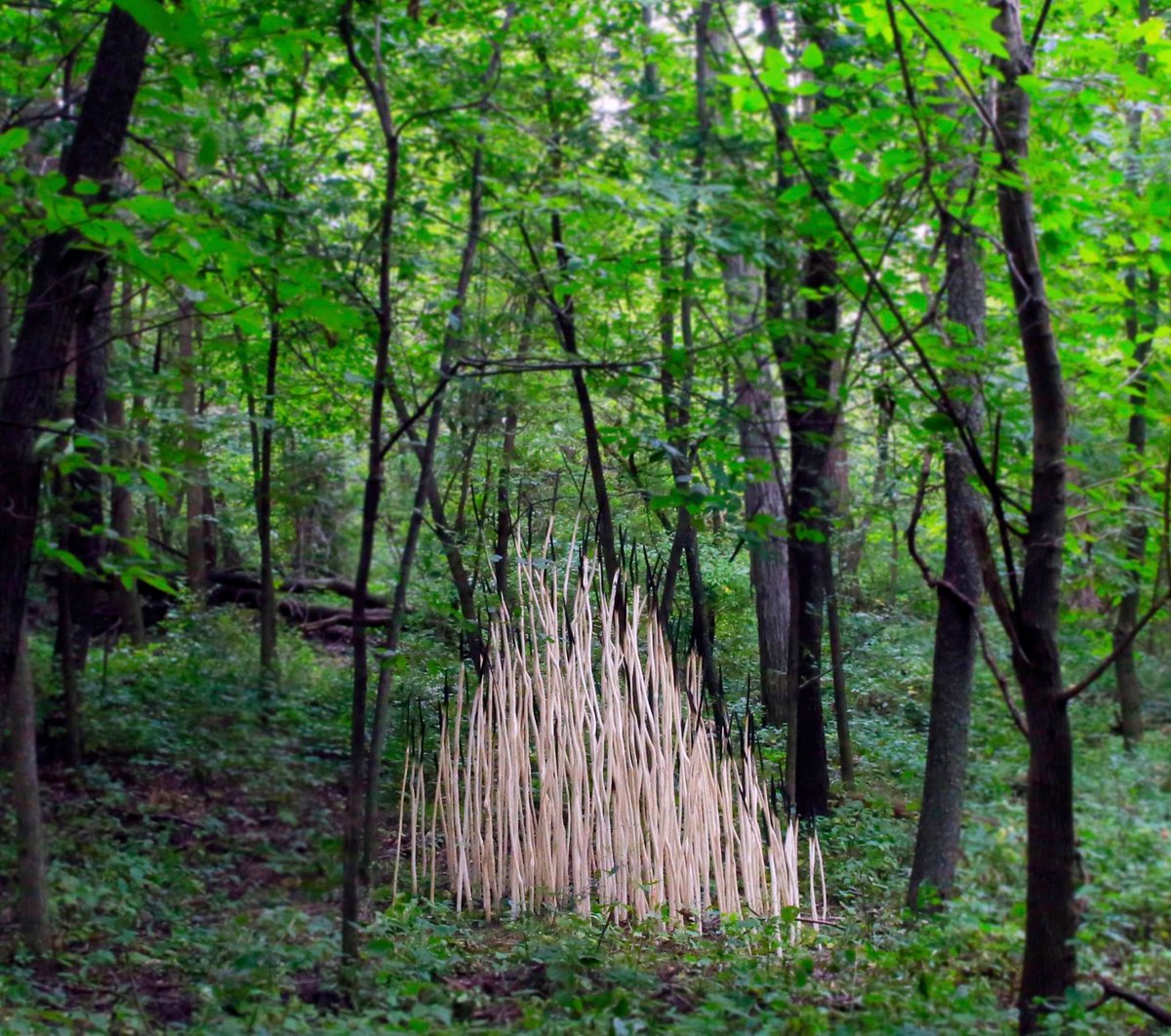 ThomasFerrella's tweet photo. We are installing ECO ephemeral next week! The opening reception is on Sept 16 from 5-6 pm: https://t.co/Zsl66y5emy https://t.co/DbPDeiODTD