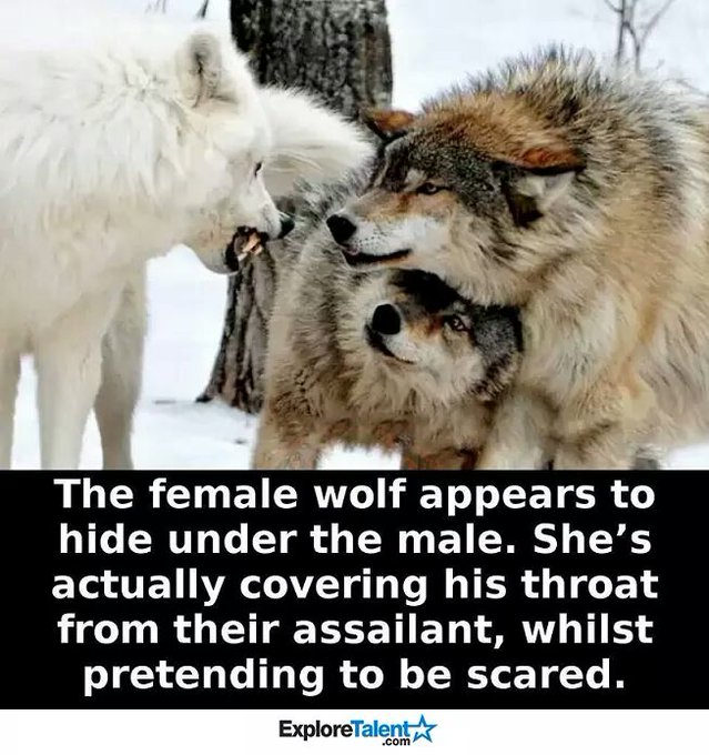 Who's gonna give me that wolf love lol https://t.co/LKCHyi1cmn<a href="/tag/la"class="tags"><span>#la</span></a><a href="/tag/coast2coast"class="tags"><span>#coast2coast</span></a>