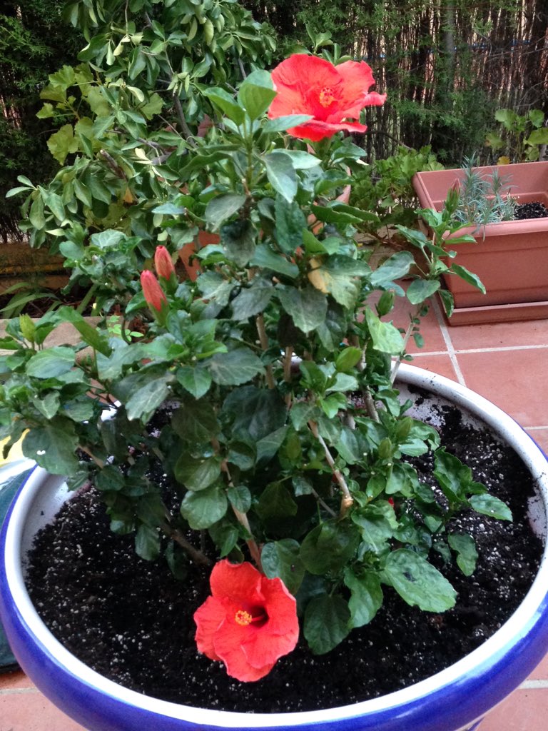 ComuasMUOZ's tweet photo. Calor y color en el jardín #1florcadadía @nee_48 @campanaubicua @puerto_carmen @sovimon74 @velveluaces @AlvaroBG69 https://t.co/yOBdNqOble