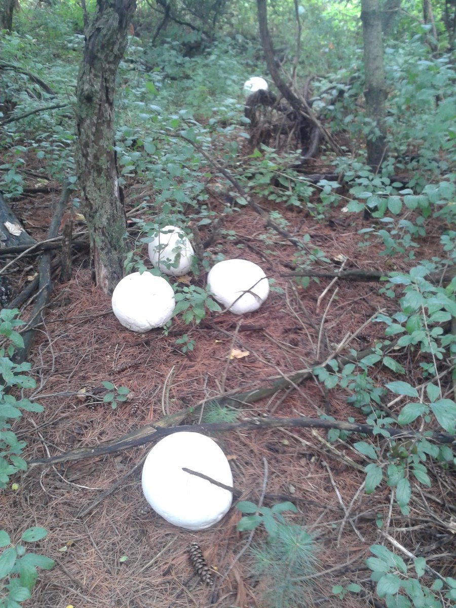 Talking peak puffball season with @PucksPlenty 5:40 today. Puffball pizza anyone? Livestream cbc.ca/listen/live/ra…