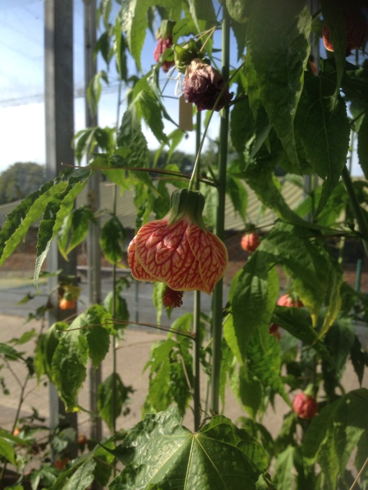 cptaxo's tweet photo. A fantastic abutilon called 'Red Tiger'. Looks similar to A. darwinii but perhaps a hybrid of it? https://t.co/atck6Y2Y3D