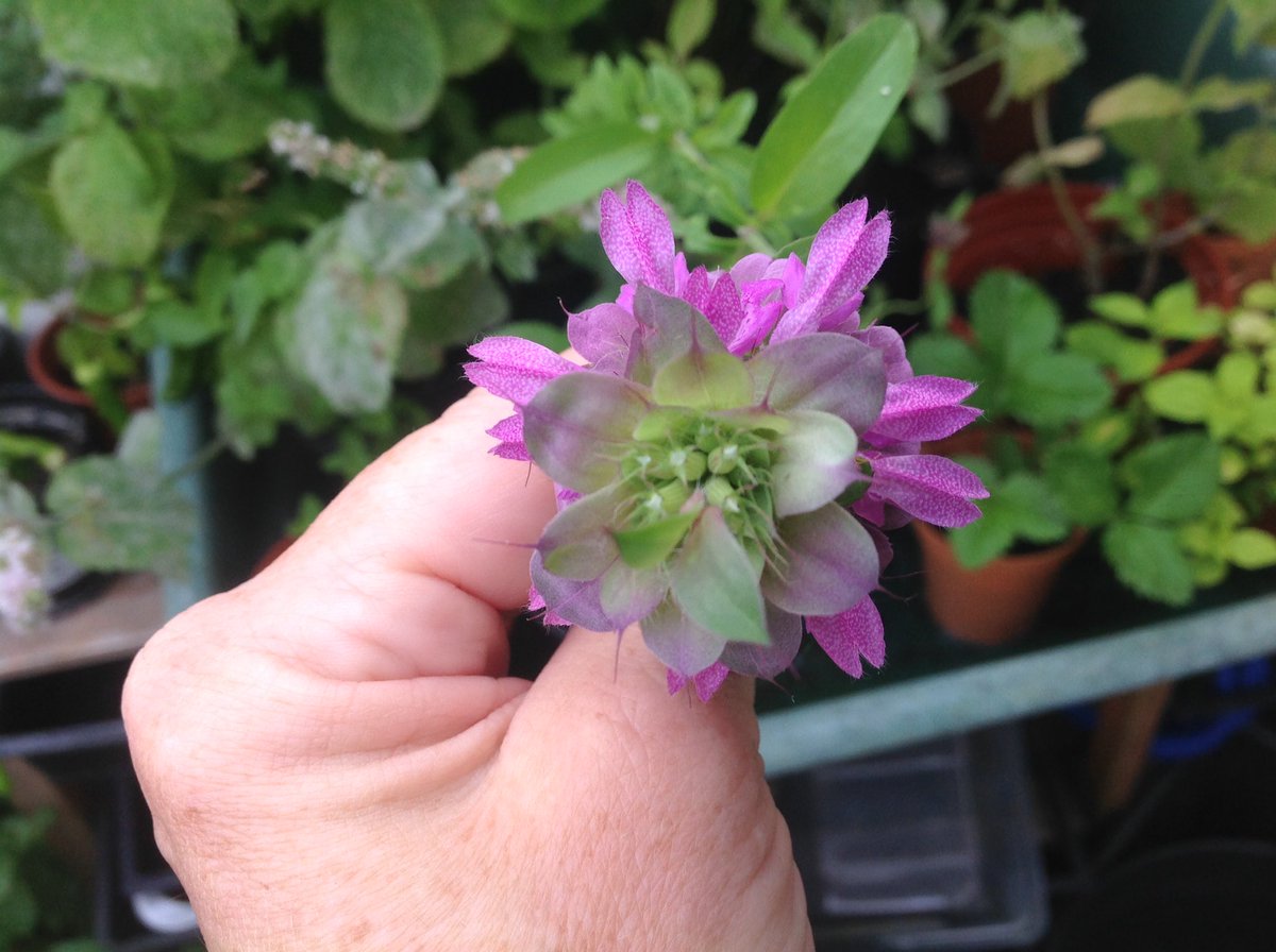 cheroddy's tweet photo. Does anyone know what this plant is please https://t.co/fMbIiOkHmz