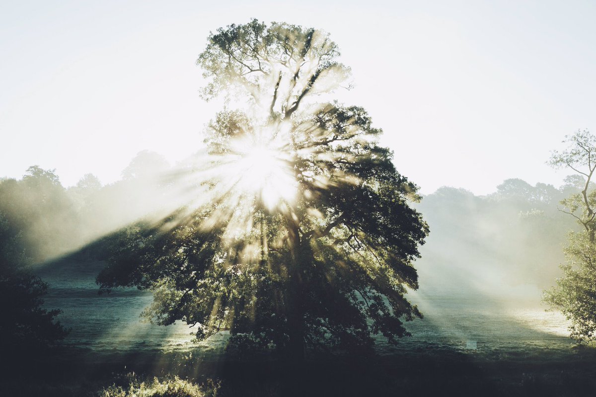 DanielCasson1's tweet image. Lens Flare