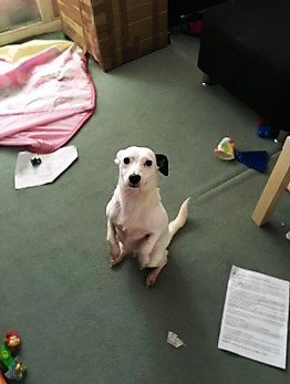 DogLost tweet media