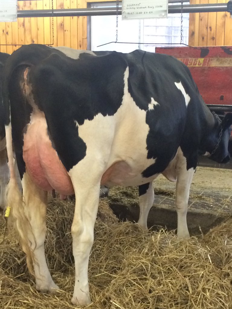 jeffwinterbay's tweet photo. Great day with the classifier,9 vg 2yr,pics of doorman and windbrook vg86,2 new ex,3 multiple.Herd 22 ex 65 vg 22 gp https://t.co/wT7991U7LZ