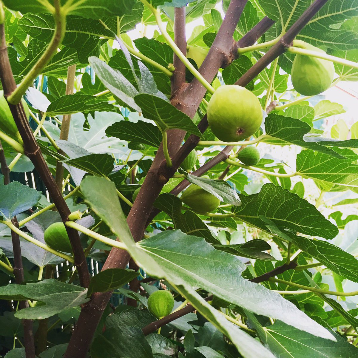 Finally, the figs are ripe! #figjam #figbourbon #queensfarms #gayfarmer