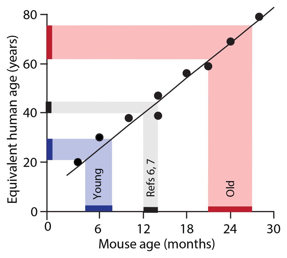 Calculate mouse age in human years (equivalence)