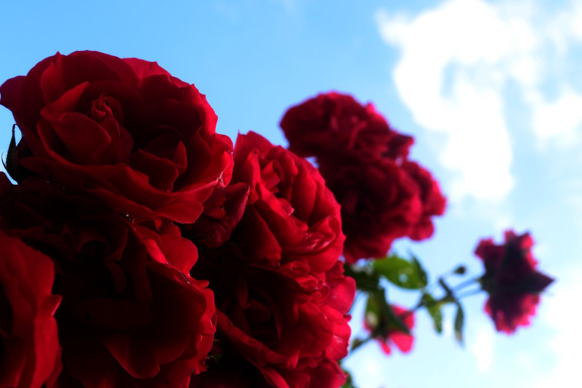 Patrimps's tweet photo. #nationalgeographic #natureconnection #photography #photo #photoshop #roses #flower #Nikon #nikonphotography https://t.co/VEKTcScrxI
