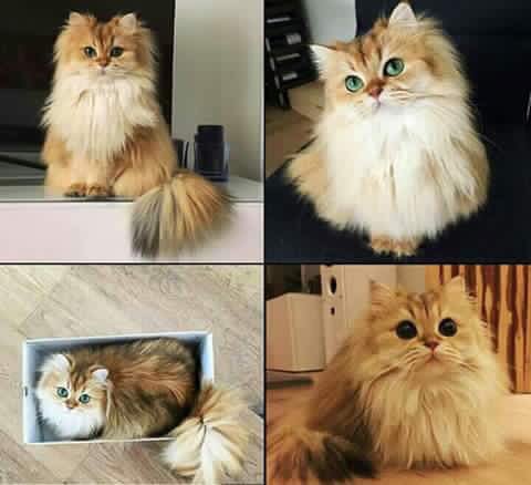 moeaf88's tweet photo. سبحان خالق الجمال😍😍❤️❤️❤️ https://t.co/NHAEH8UlPd