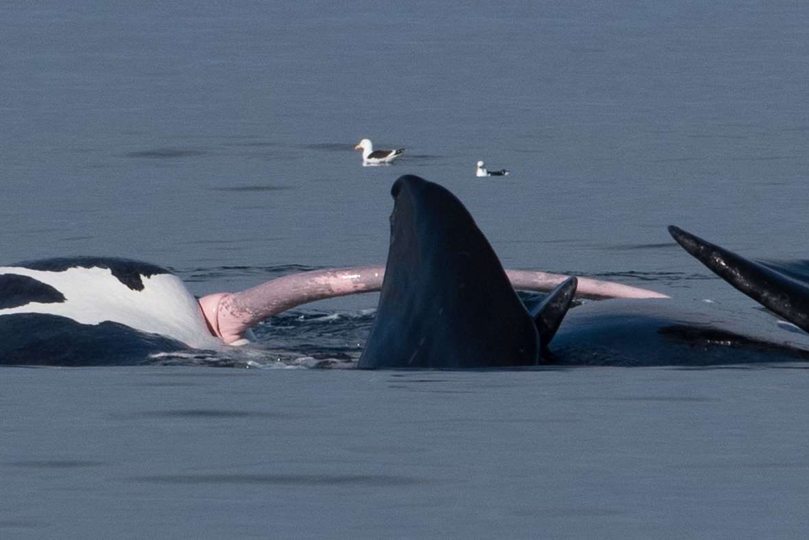 Blue Whale Penis.