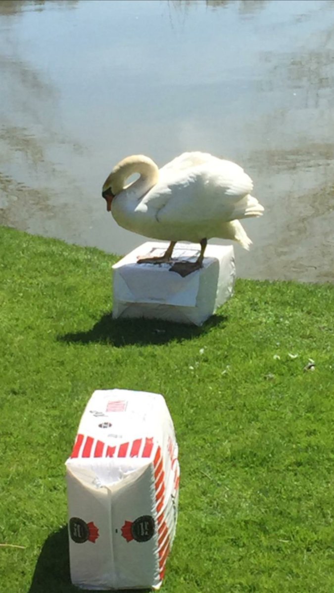 dillonknoll's tweet image. #RIPGerald