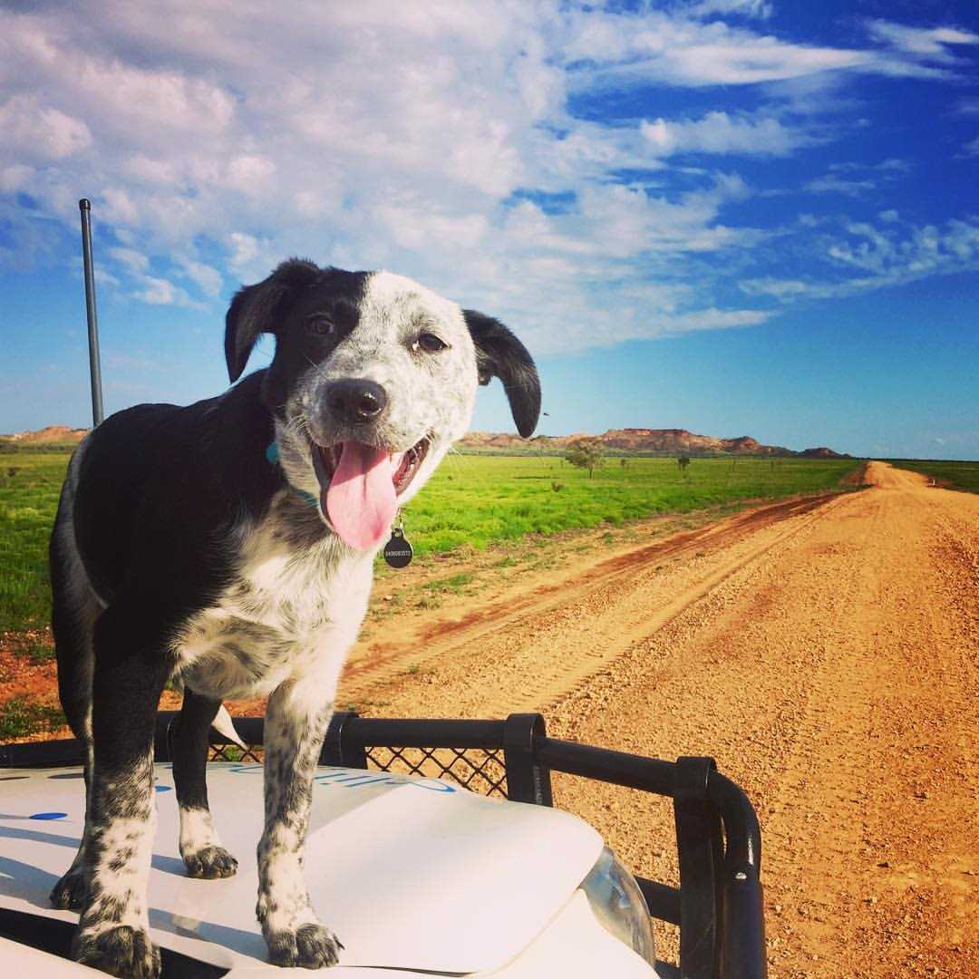 Our newest employee, Steve. Working hard on our #carbon #farming projects. His work ethic is great, his breath isn't