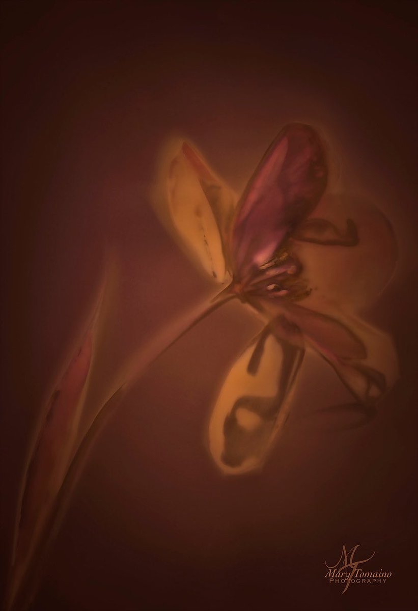MaryTomaino1's tweet image. Lumen by Mary Tomaino #photography #LumenPrint #AlternativePhotographicProcess #Tulip #flower