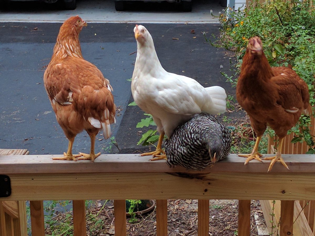lifesabechely's tweet photo. "Suzanne, quit sitting on me!"
-Julia

Mary Jo and Charlene couldn't care less. #GoCluckYourself https://t.co/7tHfAylx1w