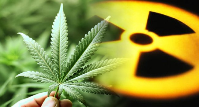 toxiccitydotco's tweet photo. #Hemp is one of the best phyto-remediative plants https://t.co/CdKmXcqduB #TXCT #radiation #legalizeit #chernobyll https://t.co/VHUemYwVNX