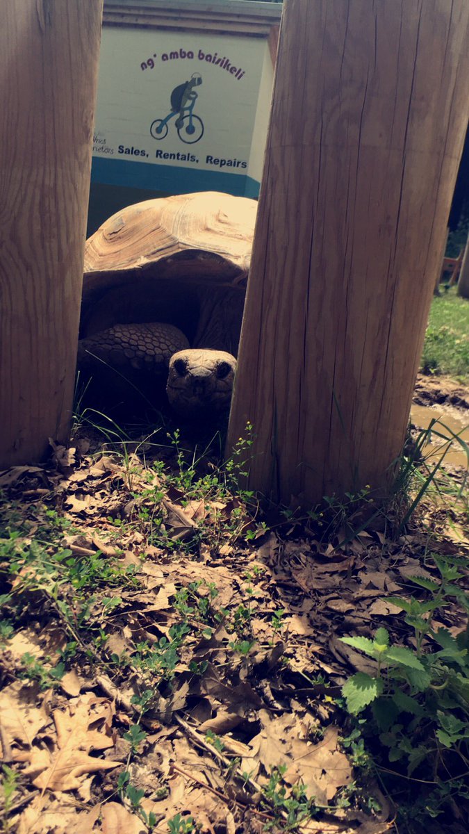maroonie_'s tweet photo. Mr turtle man https://t.co/v5EJRdJHcs