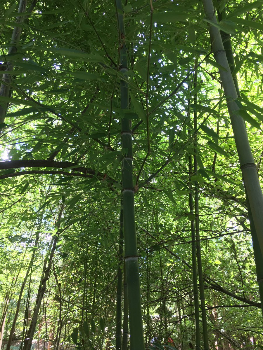 MattMapbio's tweet photo. Introduced species: Bambusa vulgaris #2016RangerBio @drtryan https://t.co/psXohs5oPH