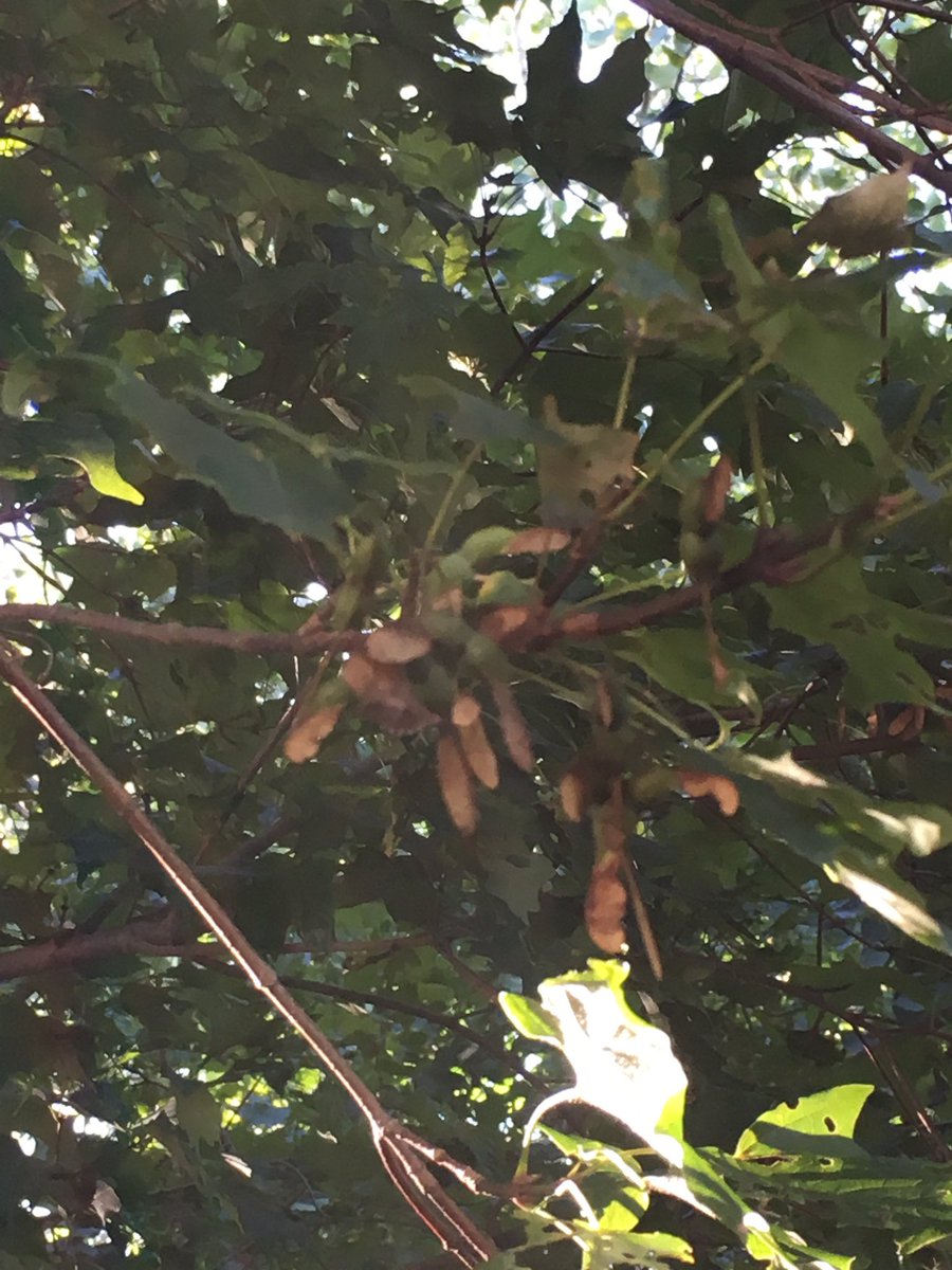 MattMapbio's tweet photo. Plant using either wind or water for seed dispersal: Acer platanoides and their whirlybirds #2016RangerBio @drtryan https://t.co/kSSbrKuO3G