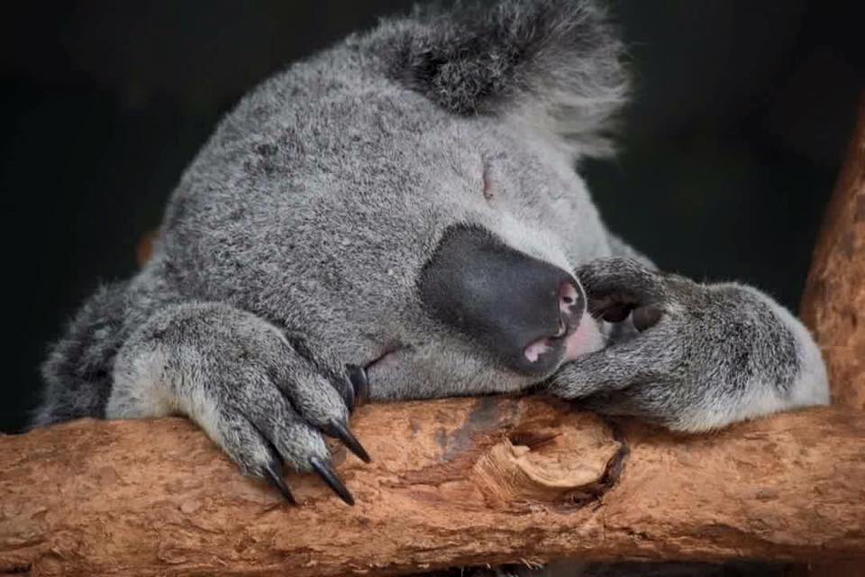 Auszoosandparks's tweet photo. Chester's Friday routine includes a nap, followed by another nap. What a life! #FeatherdaleWildlifePark https://t.co/288nl3mDri