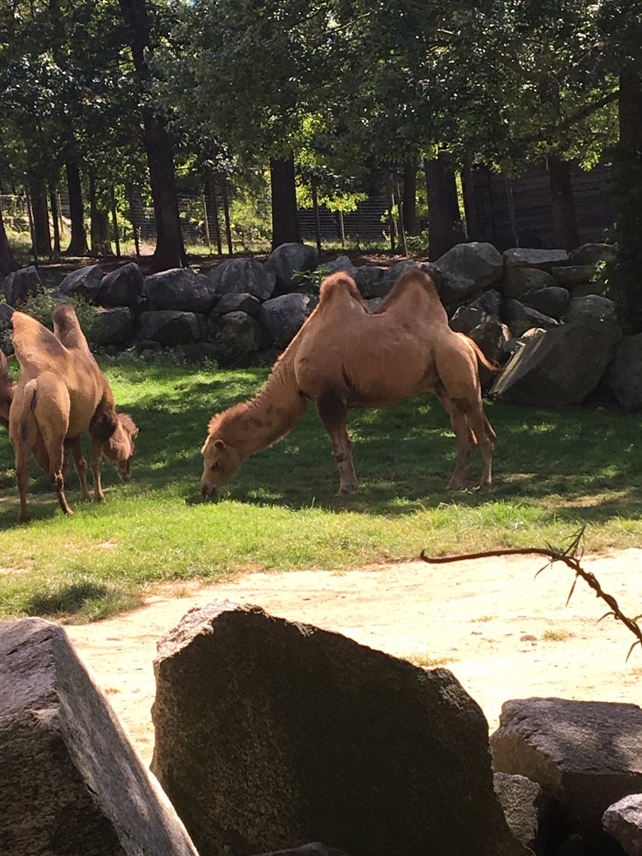 keyili888's tweet photo. Animal environmental adaptation: Bactrian camel; Camelus bactrianus; 42.064609, -71.585920
@drtryan #2016RangerBio https://t.co/lYw2PH3Dke