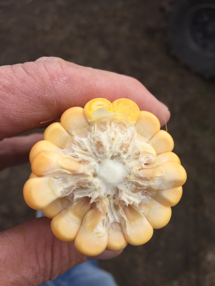 corn chops yesterday and today farmers ready to harvest green leaf silage as whole plant moisture below 70% #39F44