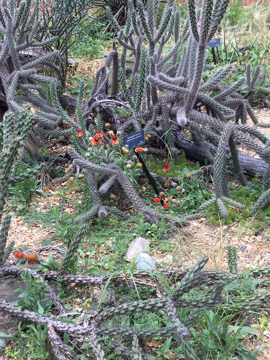 skylerbarry4's tweet photo. Plant adaptation for specific environment: Cylindropuntia spinosior; 38.929740,-77.04981 @drtryan #2016RangerBio https://t.co/GDklvgSFhf