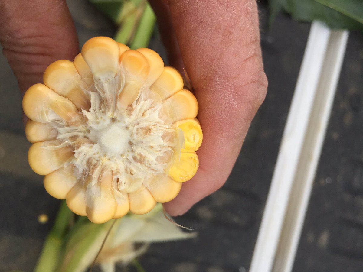 It's all about the ear!! That's energy and 60% by weight at silage time   Energy to get you through the winter