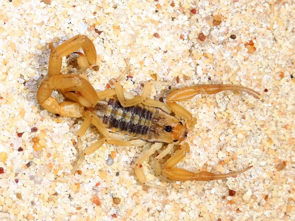 Bọ Cạp