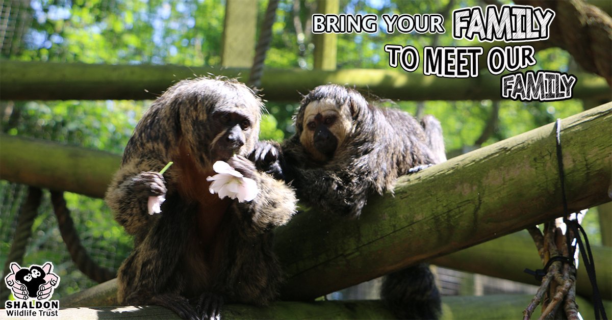 Make your way to Shaldon for a day filled with furry animals and fun facts! Visit bit.ly/ShaldonZooExpe… #Devon