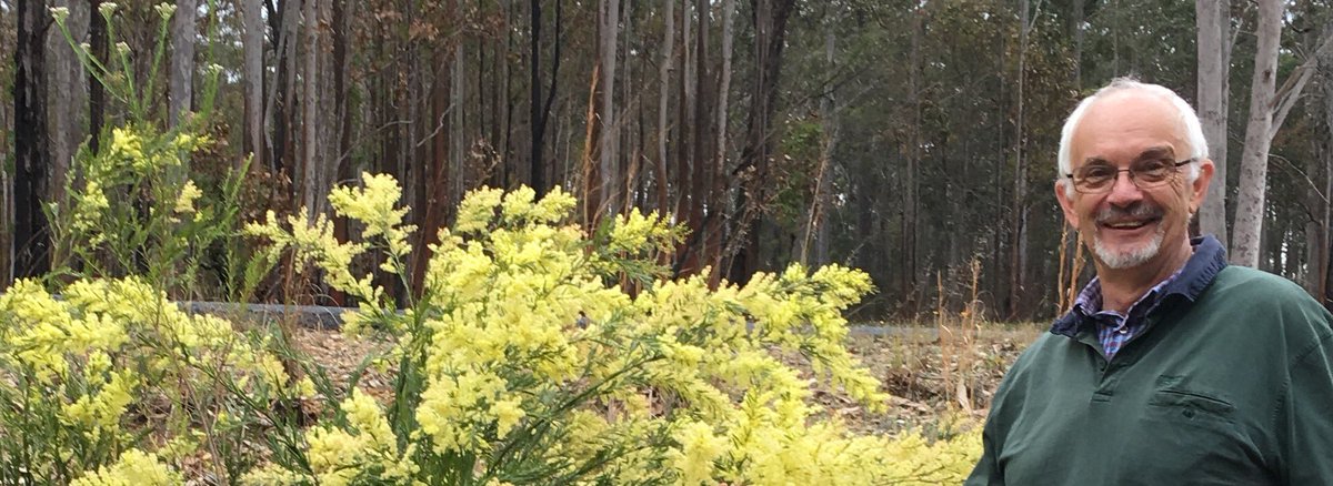 oldestmac's tweet image. First of September is Wattle day in Australia. I went bush to Grafton to see the plants in bloom.