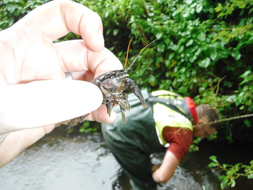 Crayfish UK (crayfish_uk) Twitter