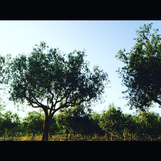 Organic extra virgin olive oil produced in the hilly territory of Naro, Agrigento, Sicily @naruolive