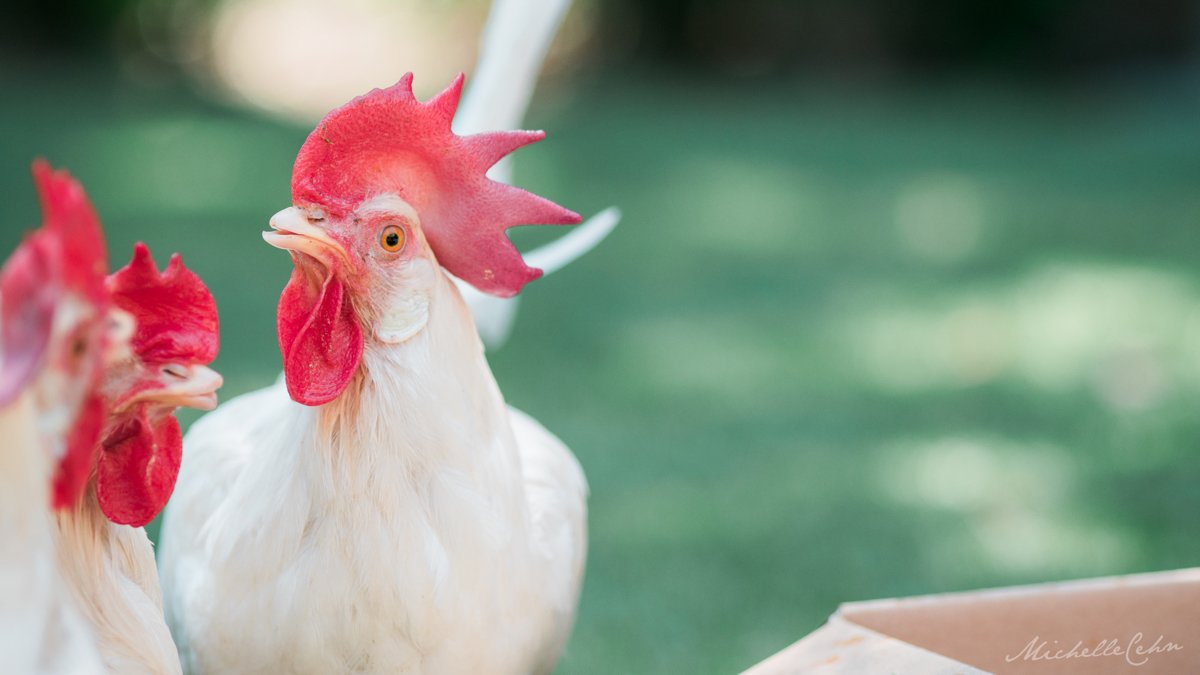 worldofvegan's tweet photo. "It takes more than 200 chickens to provide the same number of meals as one cow." Read more: https://t.co/t8CKP2wgQj https://t.co/kHLynbP6L0