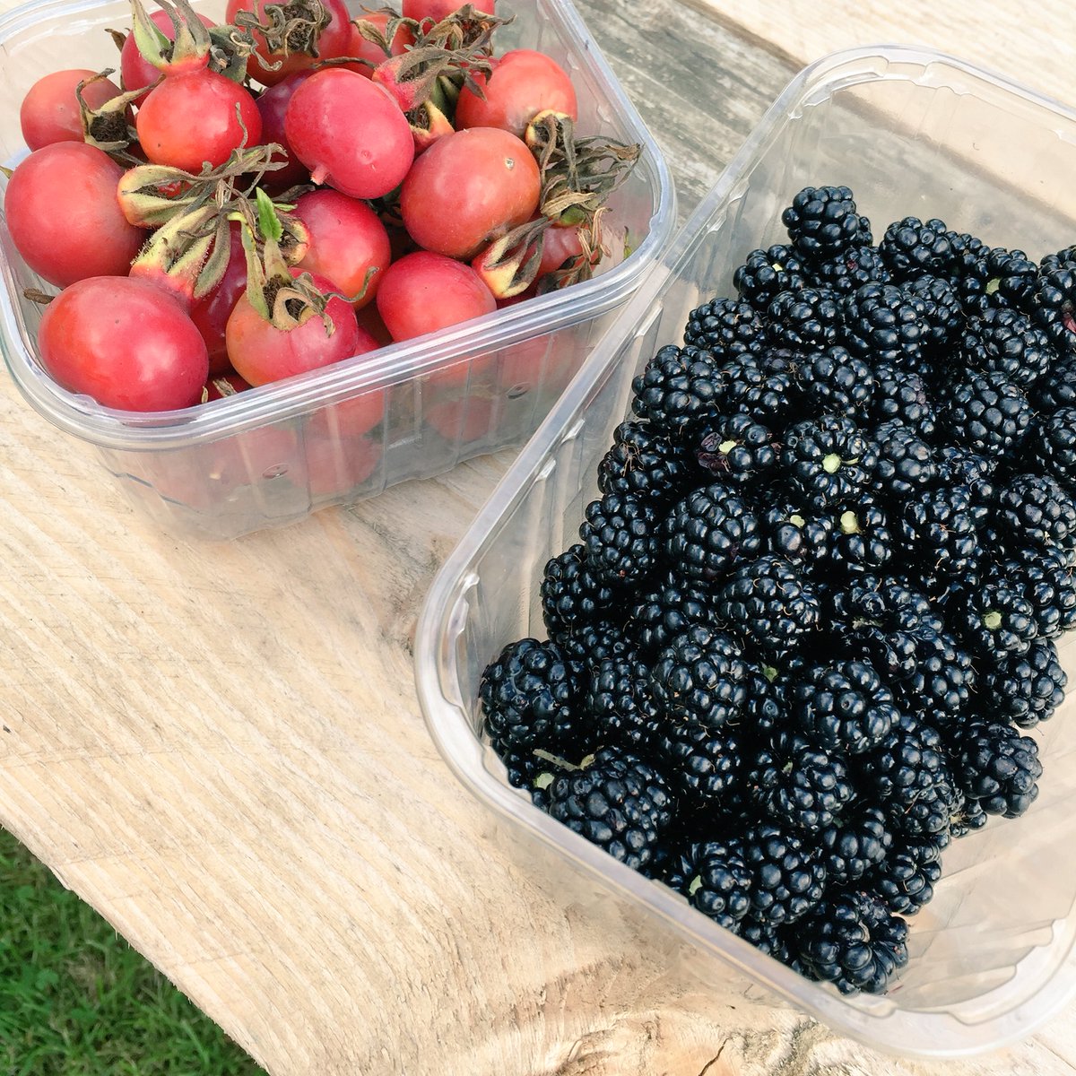 Blackberry haul, destined for whisky! #foraging #wildbooze #Cornwall