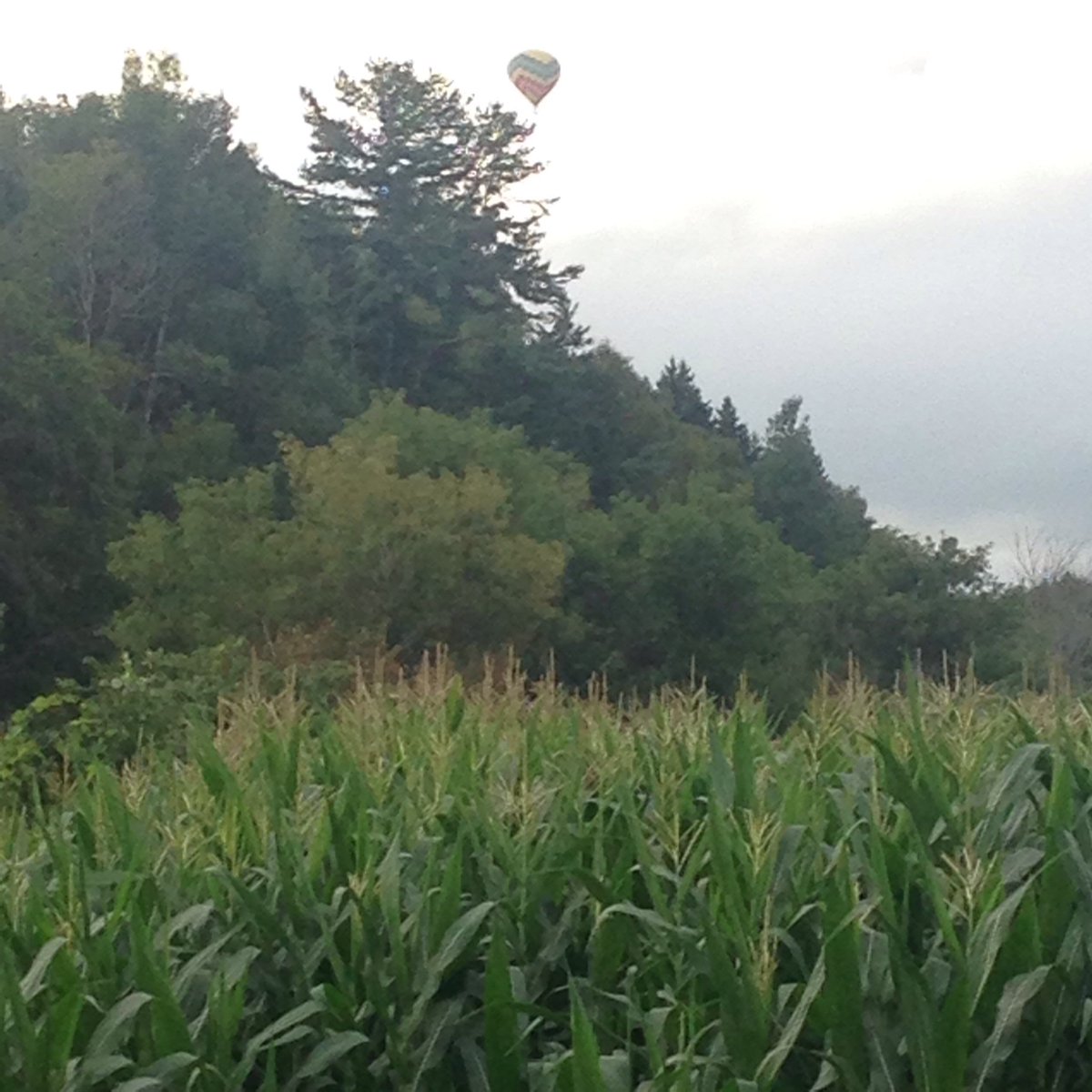 This is a first, two hot air balloons passed over the maze this morning. Guess they really wanted a birds eye view!