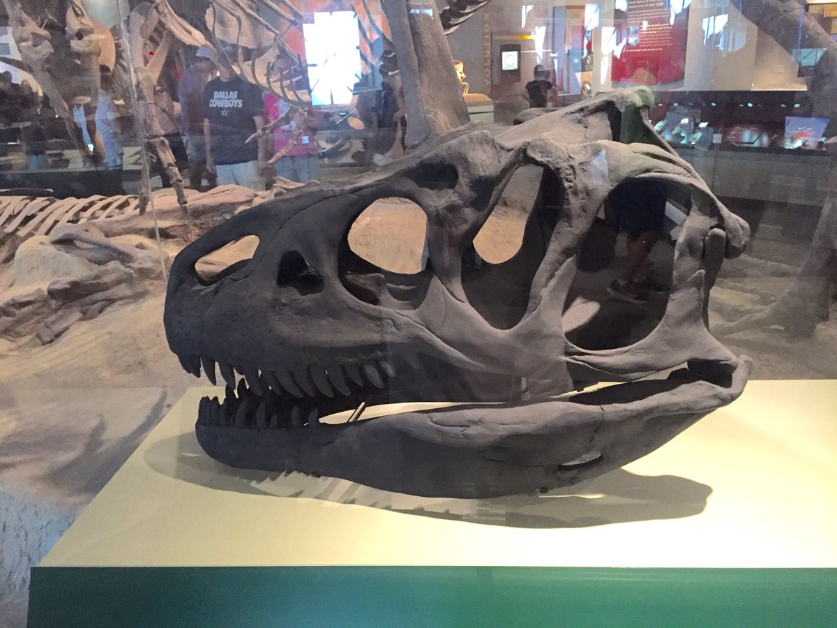 EJR_Paleo_MSc's tweet photo. Allosaurus skull at the Field Museum's Evolving Planet #FossilFriday #Evolvingplanet #FMNH https://t.co/aWsbWNAZeH