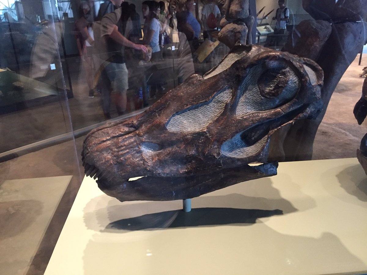 EJR_Paleo_MSc's tweet photo. Diplodocus skull at the Field Museum's Evolving Planet #FossilFriday #Evolvingplanet #FMNH #sauropods https://t.co/6gwDXC9spG