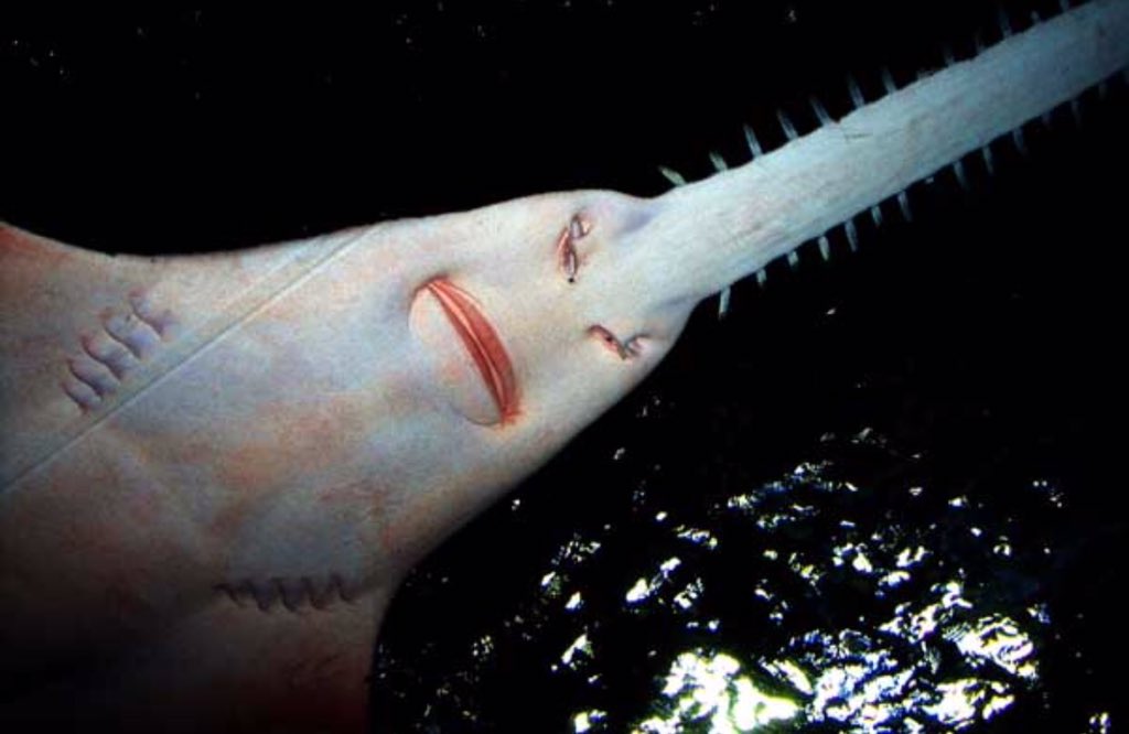 Koksal Ozer On Twitter 2 Farkli Testere Baligi Var Birincisi Sawfish Denilen Vatozlarin Icindeki Https T Co Oc0aabpg9b Twitter