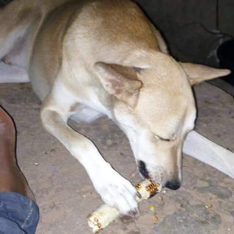 AgoraNigeria's tweet image. Don't miss @AgoraNigeria Thursdays 7pm @XovarNG Lekki as we X-ray the #Change effect in Naija. #dogeatscorn #NoBone