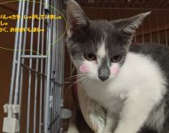 ネコジルシ里親募集《富山》 (@toyama_foster)  Twitter