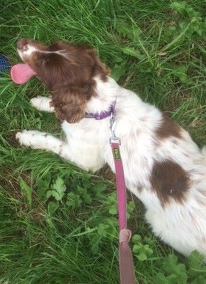 PulhamHerefords's tweet photo. Thieves broke into our farm last night &amp; stole a Welsh Springer Spanial called #Rosie. Please help us find her. #RT https://t.co/lz3AeRJJFi