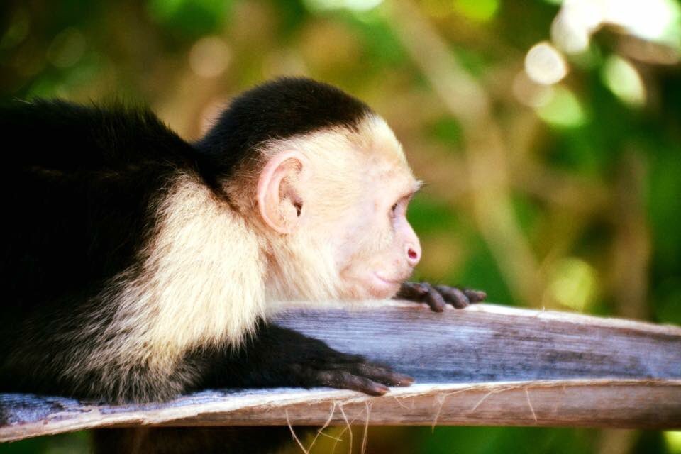 TAC_33Anesti's tweet photo. Proverbs 12:10a "A righteous man has regard for the life of his animal". Remember that always. #Anesti https://t.co/BjgXtE9NIO