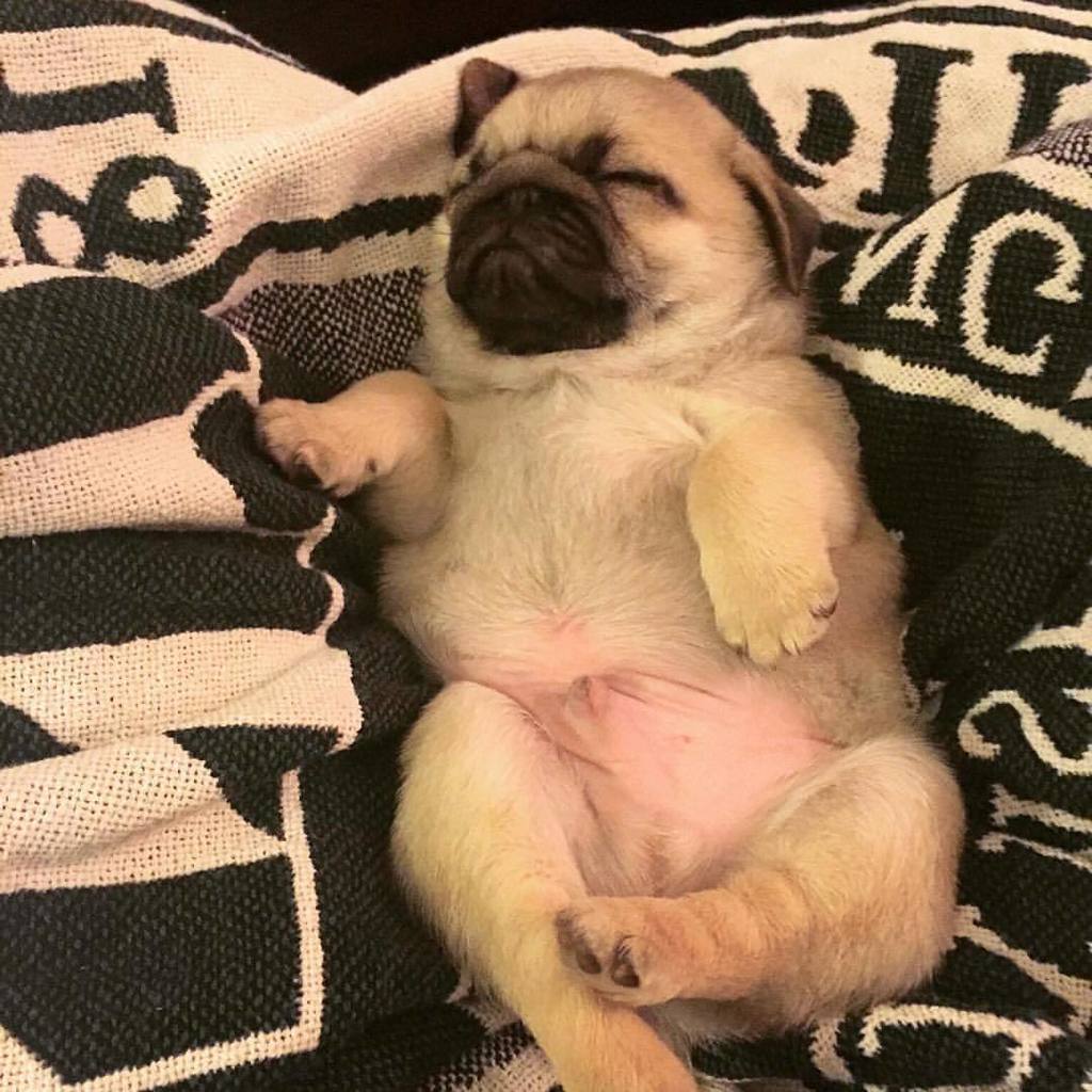 pugsloveronly's tweet photo. Follow us now! https://t.co/xnFhfFgqnp #pugs #pug #pugsloveronly https://t.co/j8GGJgBmmN