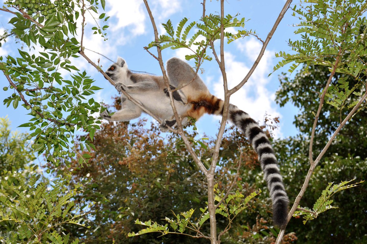 WCS_Mada's tweet photo. 54 down, only 12 to go! RT to all conservation lovers and help us have 1000 followers by the end of the weekend https://t.co/l1MqOnVgFG