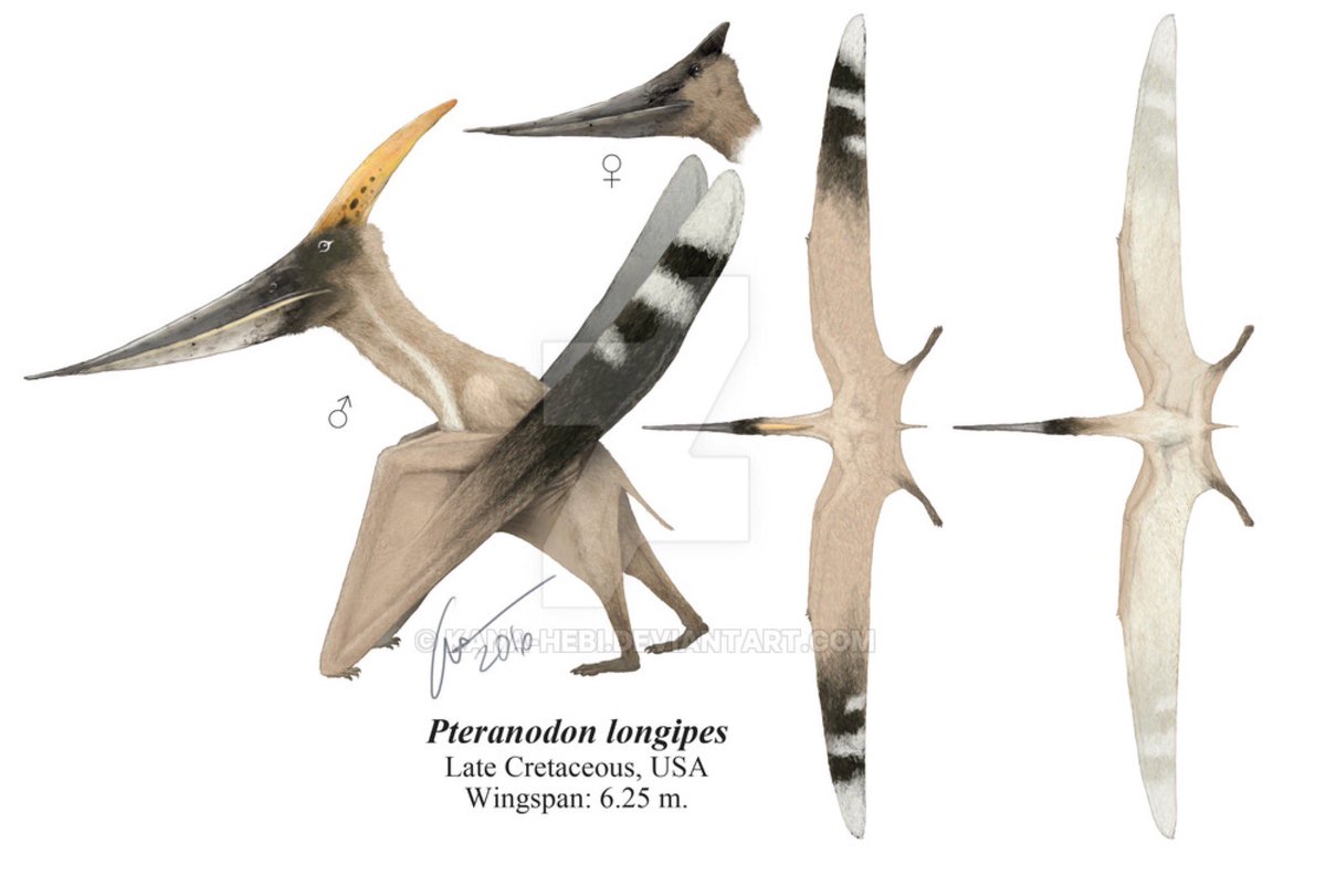 Gabriel N. U. on X: Pteranodon sternbergi. A huge #pterosaur. The largest  pteranodontid  #paleoart #sciart   / X