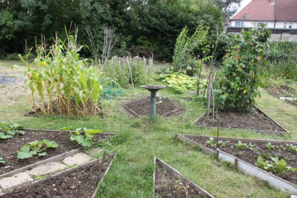 Celebrate the end of summer in the Community Garden at our Pizza Day! goo.gl/OVxA8Q