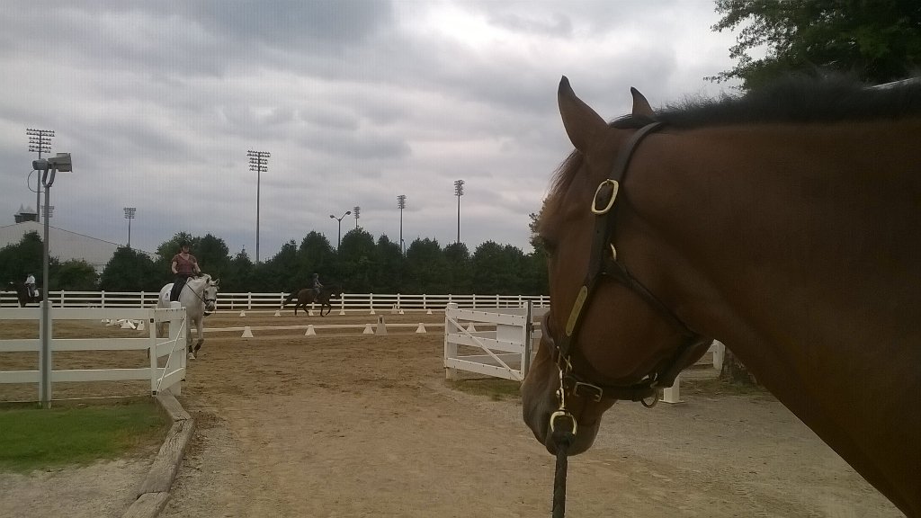 LarksHomeRun's tweet image. Watching other horses schooling at the @USDF show @gaintlhorsepark.