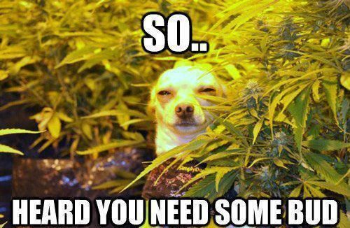 WeedBey's tweet image. So.. heard you need some bud #weed #bud #weedmemes #weedbey