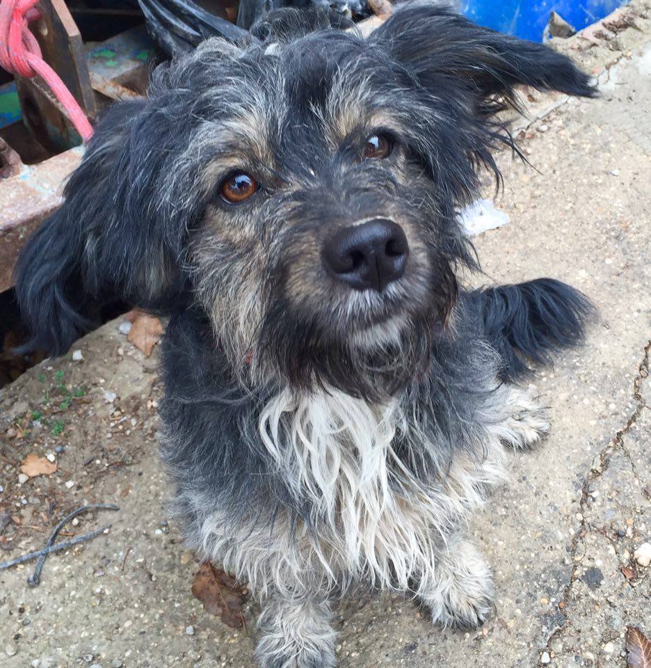 Soy Luigi,un mestizo de 2 años. Vivo en la calle, sin cariño y sin hogar. Privado para más info. #adopta